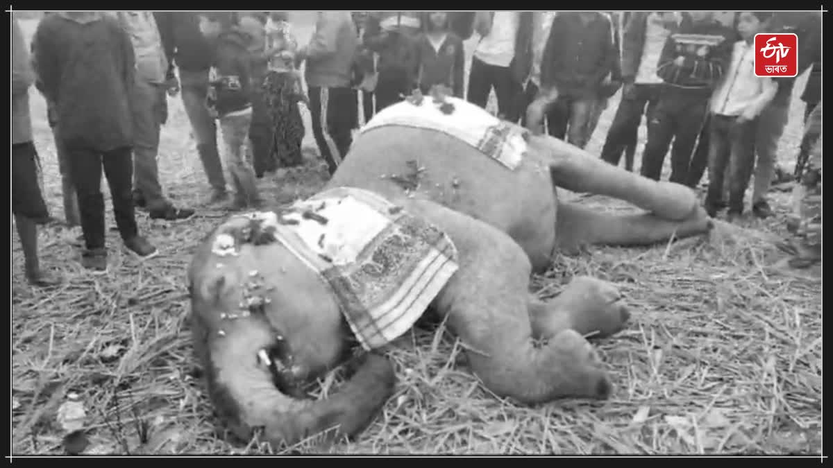 Wild elephant death