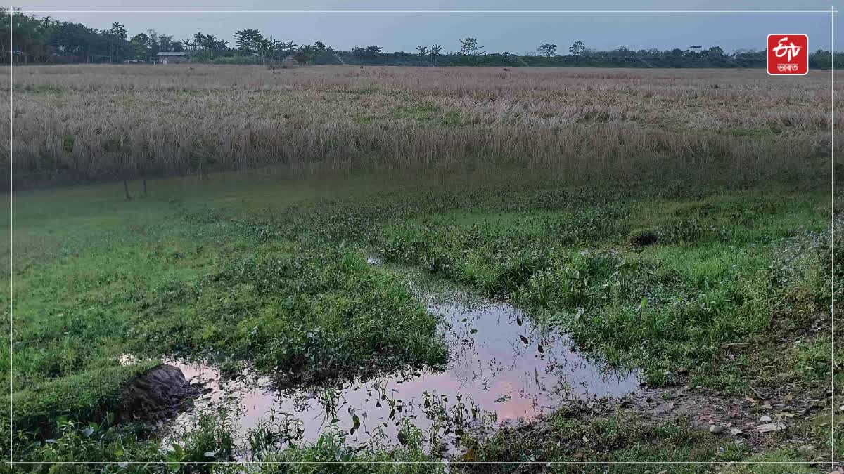 Paddy production decrease