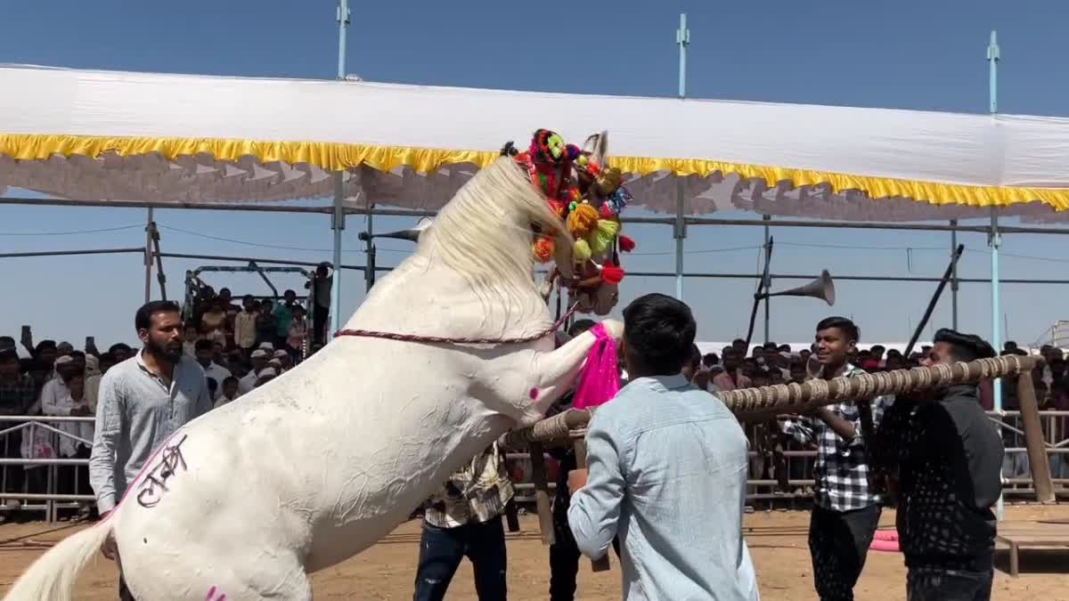 ढोल ताशाच्या तालावर घोड्यांचा ठेका