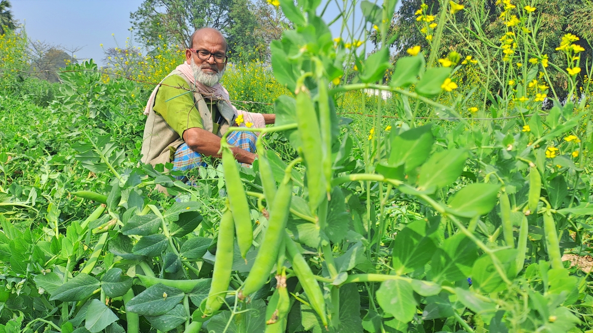 सब्जी की खेती करते किसान