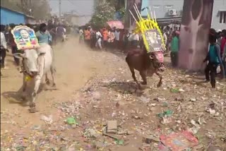 cattle_festival