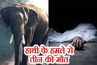 Three people died due to wild elephant attack in Bokaro