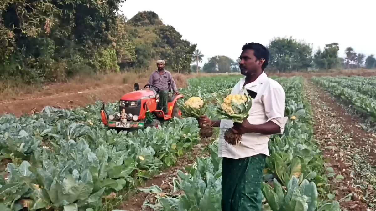 Farmer_Plowing_Cauliflower_Crop