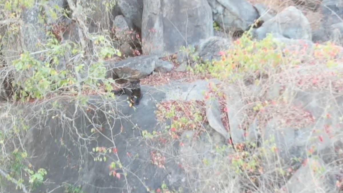 Black leopard seen on hill