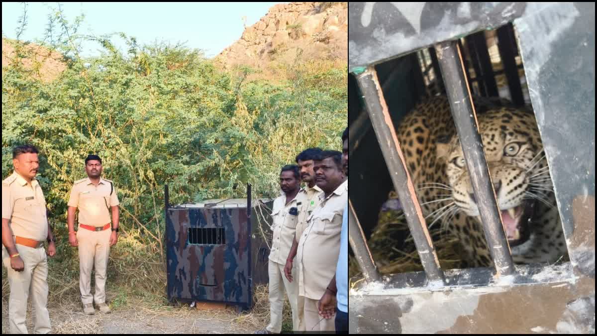 LEOPARD THAT DISTURBED PEOPLE AROUND MALIABAD CAPTURED