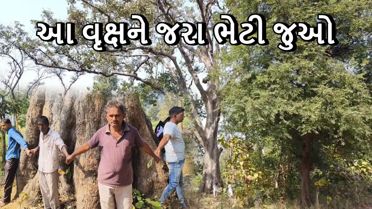 બહેડાનું વૃક્ષ