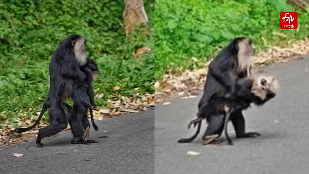 உயிரிழந்த குட்டியை தூக்கிச்செல்லும் தாய் குரங்கு