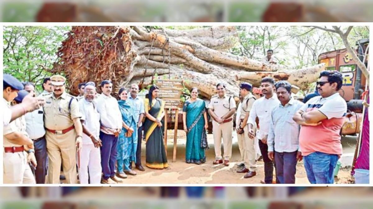 90-Year-Old Peepal Tree Gets New Lease Of Life