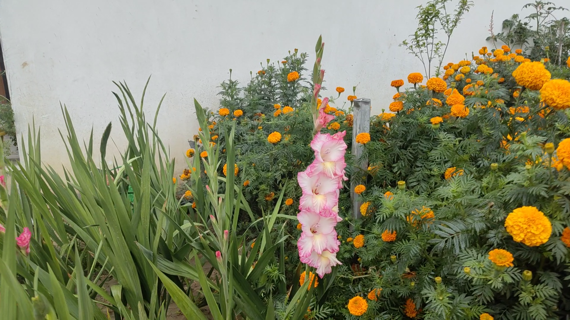 FLOWER FARMING IN PUNJAB