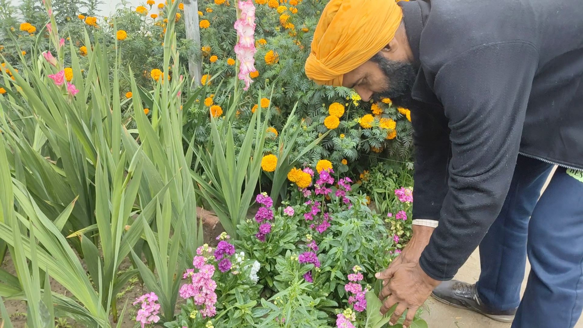 FLOWER FARMING IN PUNJAB