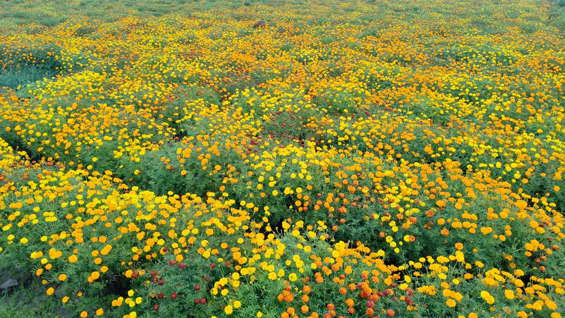 FLOWER FARMING IN PUNJAB