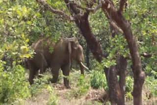 WILD ELEPHANT ATTACK ARALAM  HUMAN WILD LIFE CONFLICTS KERALA  ANIMAL ATTACK DEATHS KERALA  ARALAM ELEPHANT ATTACK FENCING