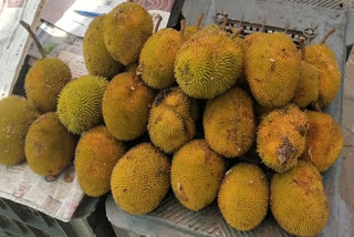 ARTOCARPUS HIRSUTUS  WILD JACKFRUIT FOR SALE  ആഞ്ഞിലി ചക്ക വില്‍പ്പനയ്ക്ക്  ഐനി ചക്ക ആലപ്പുഴ