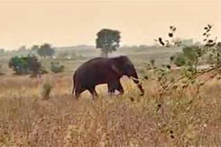 Elephant Attack in andhra pradesh