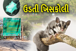 કેવડી ઈકો ટુરિઝમ ઉડતી ખિસકોલી માટે પ્રવાસીઓમાં જાણીતું  બન્યું છે.