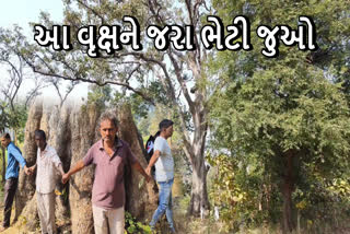 બહેડાનું વૃક્ષ