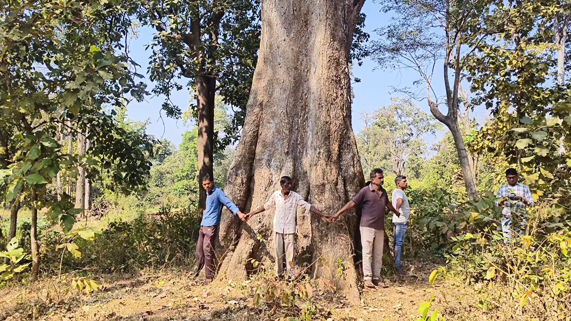 બહેડાનું વૃક્ષ