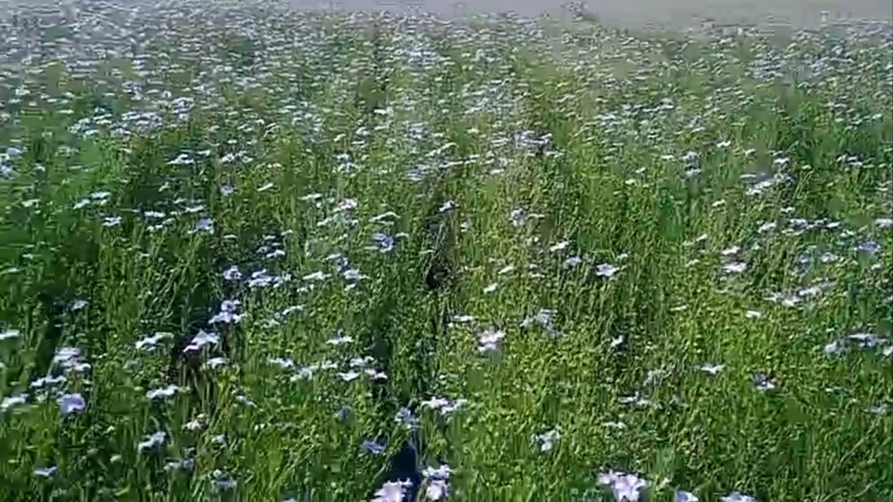 flax plant