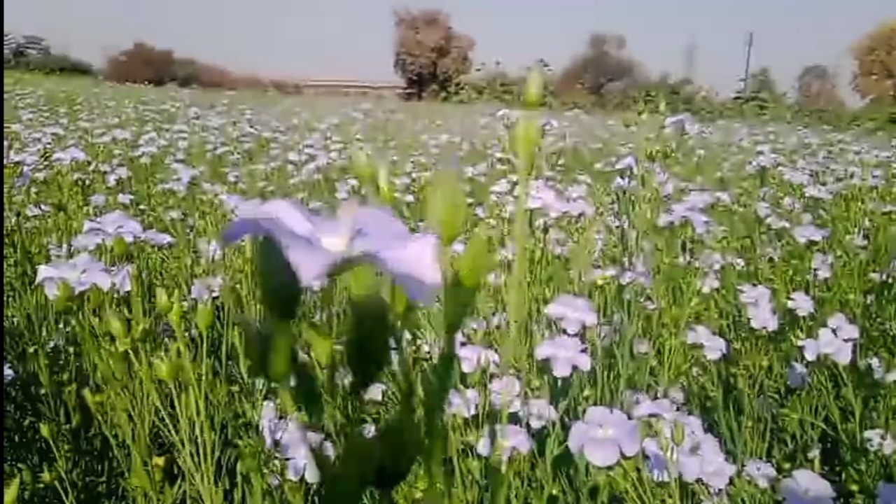 Linseed Research Center Sagar