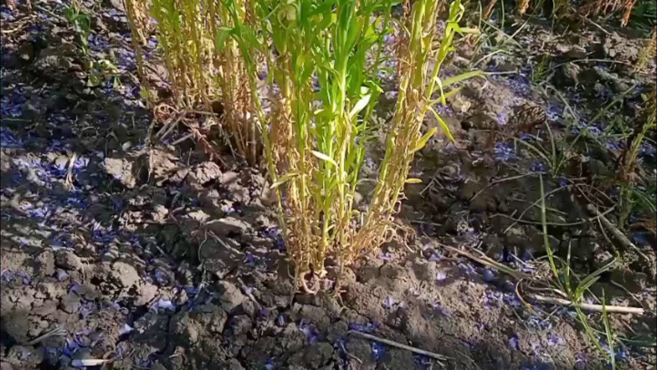 flax stem