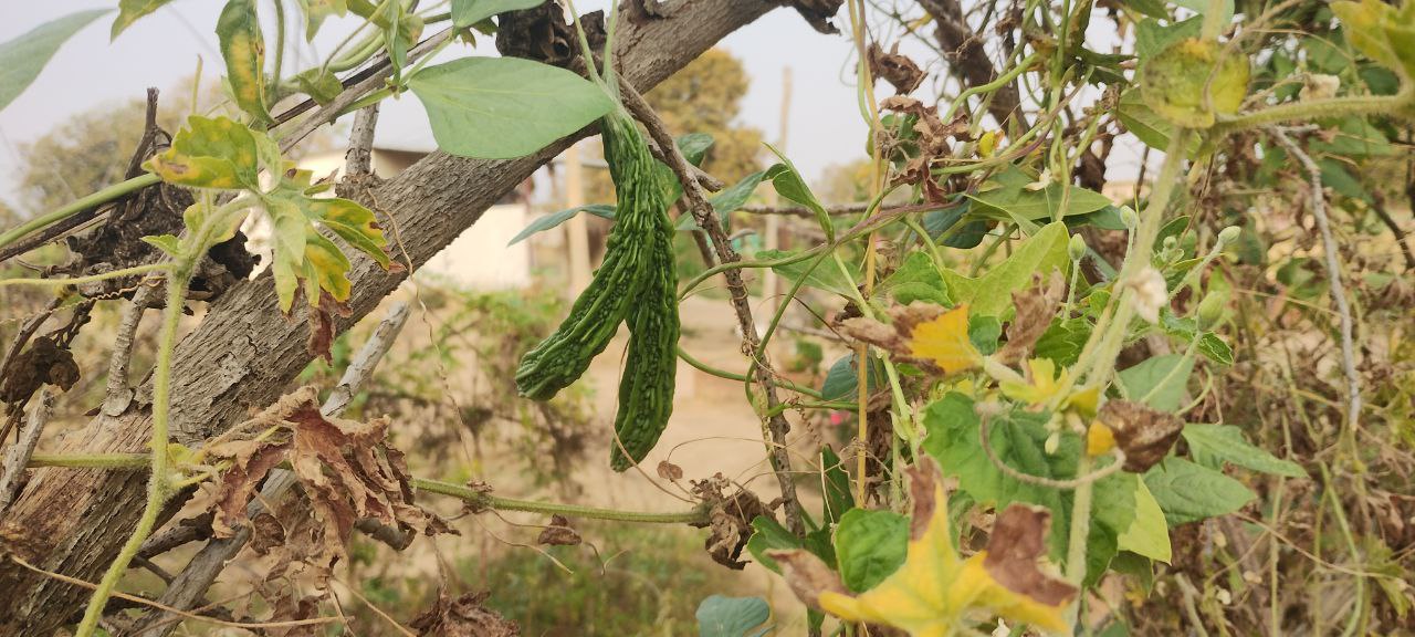 Bitter gourd farming madhya pradesh