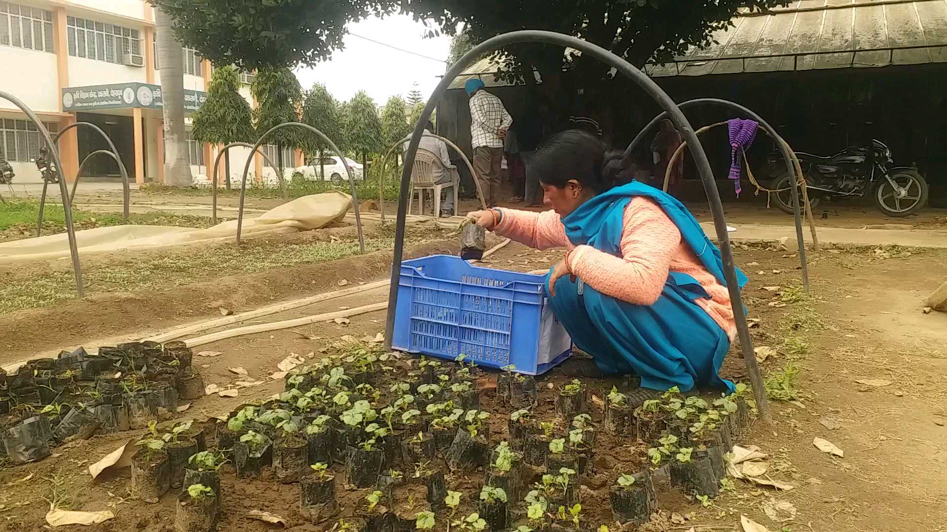 NEW VARIETY OF VEGETABLE SEEDLINGS