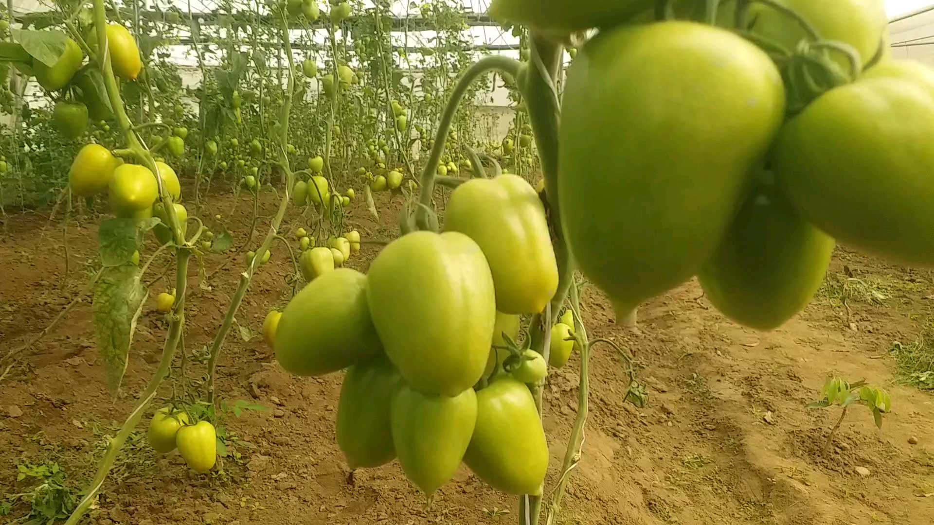 NEW VARIETY OF VEGETABLE SEEDLINGS