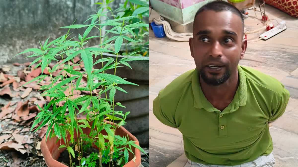 CANNABIS PLANT ALAPPUZHA  CANNABIS  CANNABIS PLANT  CANNABIS PLANT SIEZED