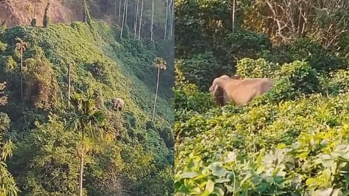 WILD ELEPHANT ATTACK  PEERUMEDU IS THREAT OF WILD TUSKER  PEERUMEDU IDUKKI  WILD ANIMAL ATTACK