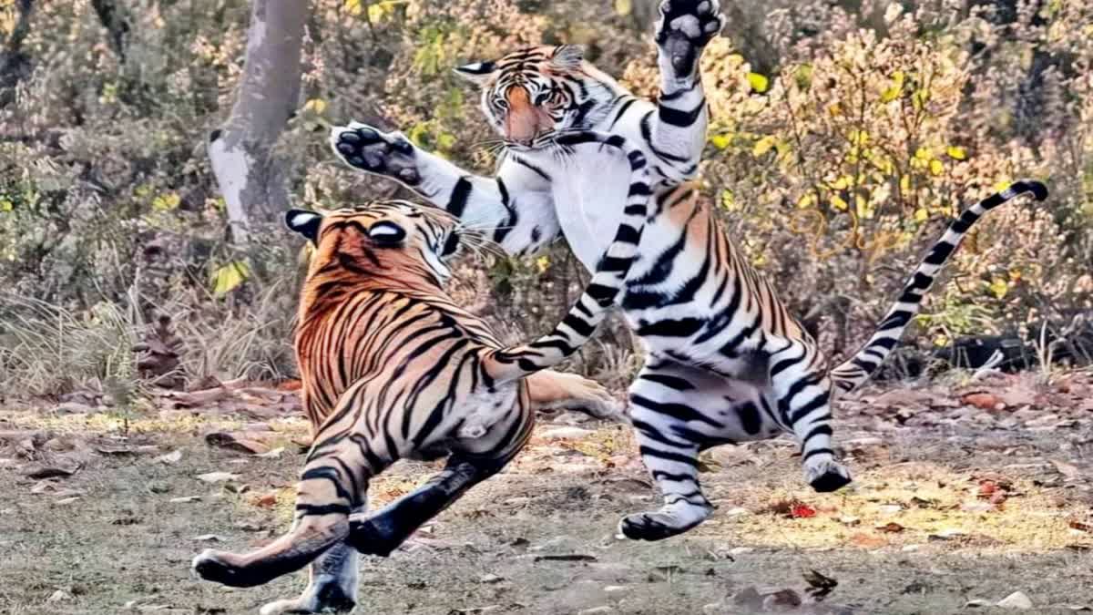 बगहा में दो बाघों की लड़ाई में एक की मौत, आखिर क्यों एक-दूसरे पर करते हैं जानलेवा हमला जानें सच्चाई