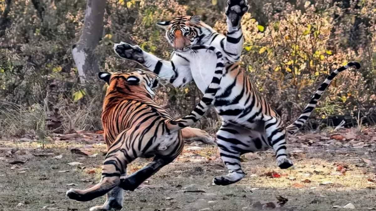 FIGHT BETWEEN TWO TIGERS IN BAGAHA  VALMIKI TIGER RESERVE  DEATH OF TIGER IN BAGAHA