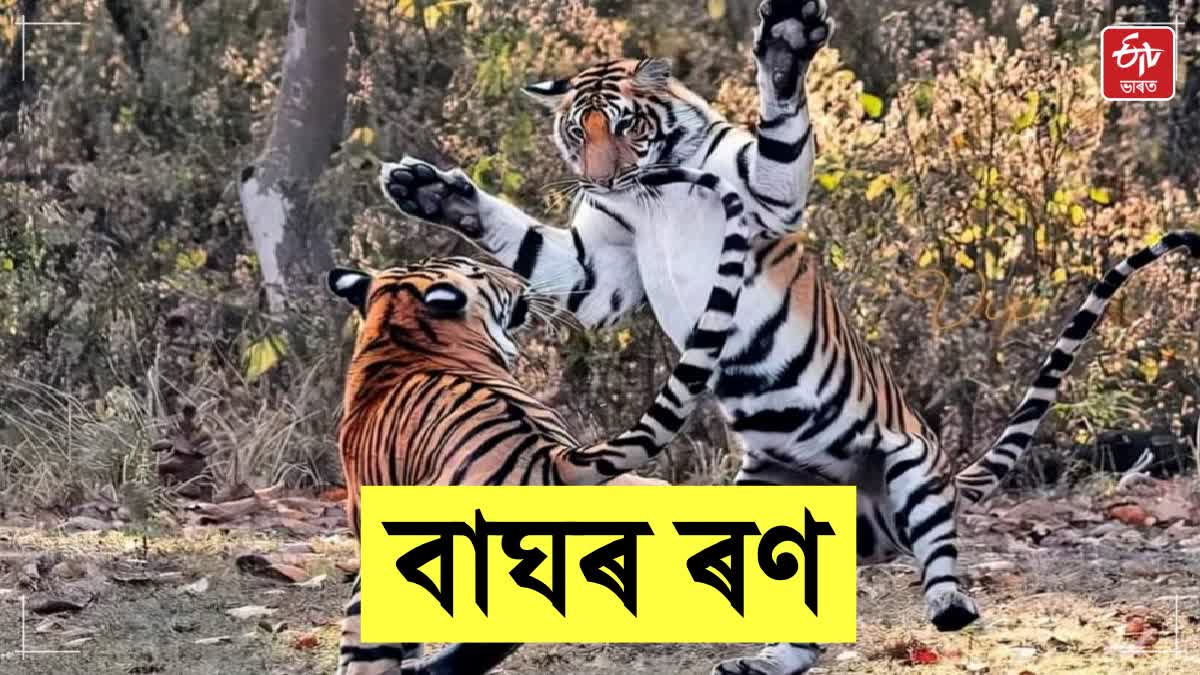 FIGHT BETWEEN TWO TIGERS