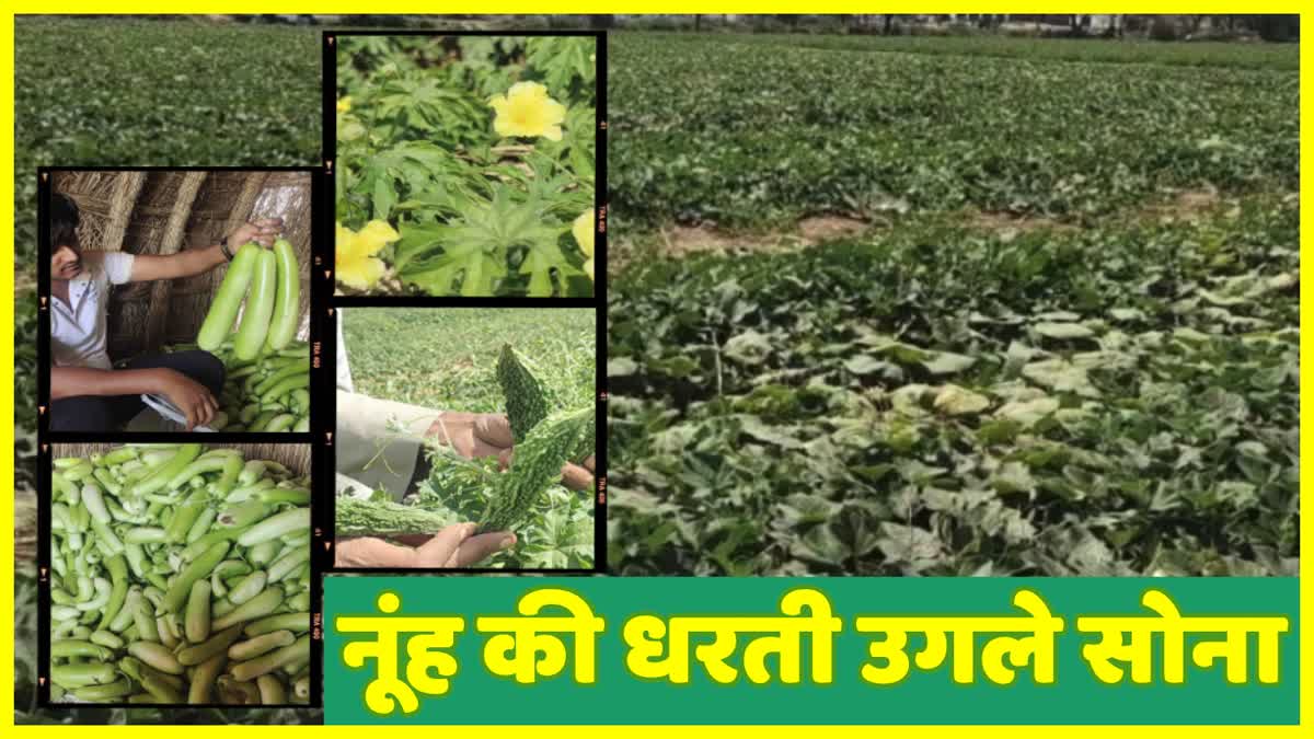 Vegetable Farming in Nuh