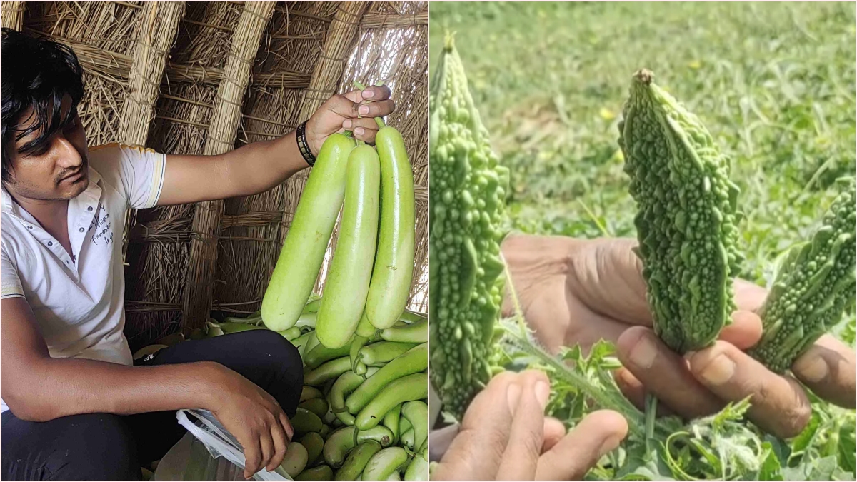 Vegetable Farming in Nuh