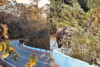 PADAYAPPA IS BACK  PADAYAPPA AGAIN IN MUNNAR  PADAYAPPA IN DEVIKULAM TOLL PLAZA  PADAYAPPA ATTACK