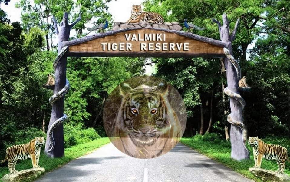 FIGHT BETWEEN TWO TIGERS IN BAGAHA  VALMIKI TIGER RESERVE  DEATH OF TIGER IN BAGAHA