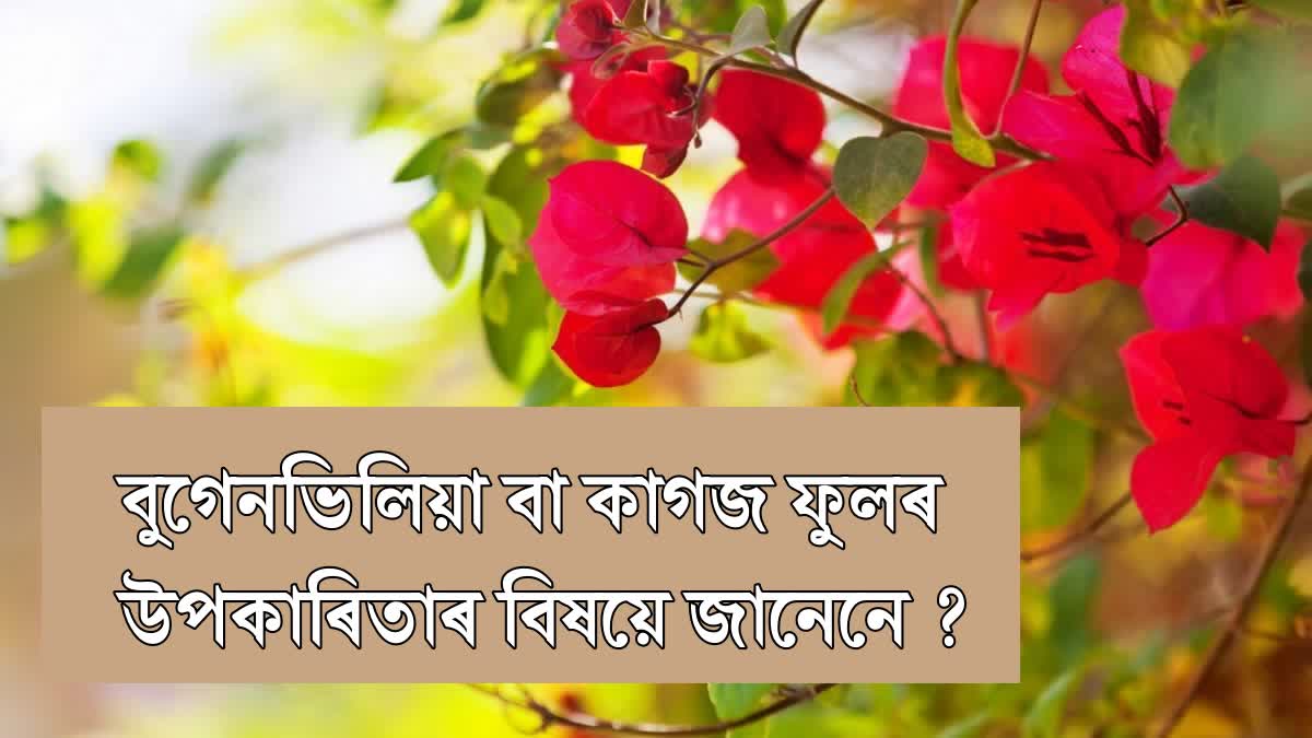 bougainvillea medicinal uses and benefits