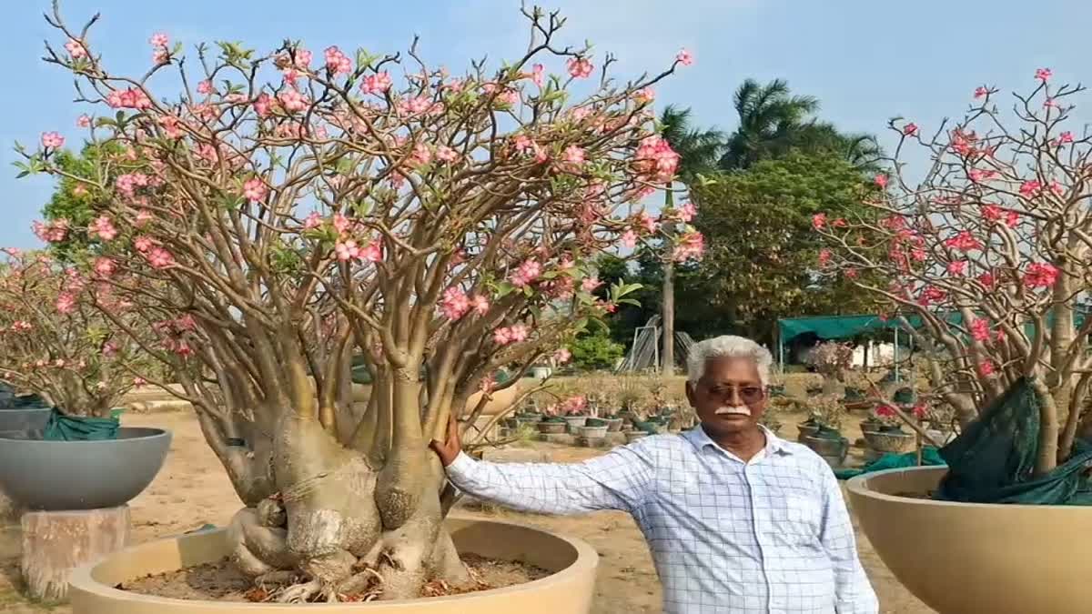 பாலைவன ரோஜா செடி விற்பனையாளர் ஜலந்தர்