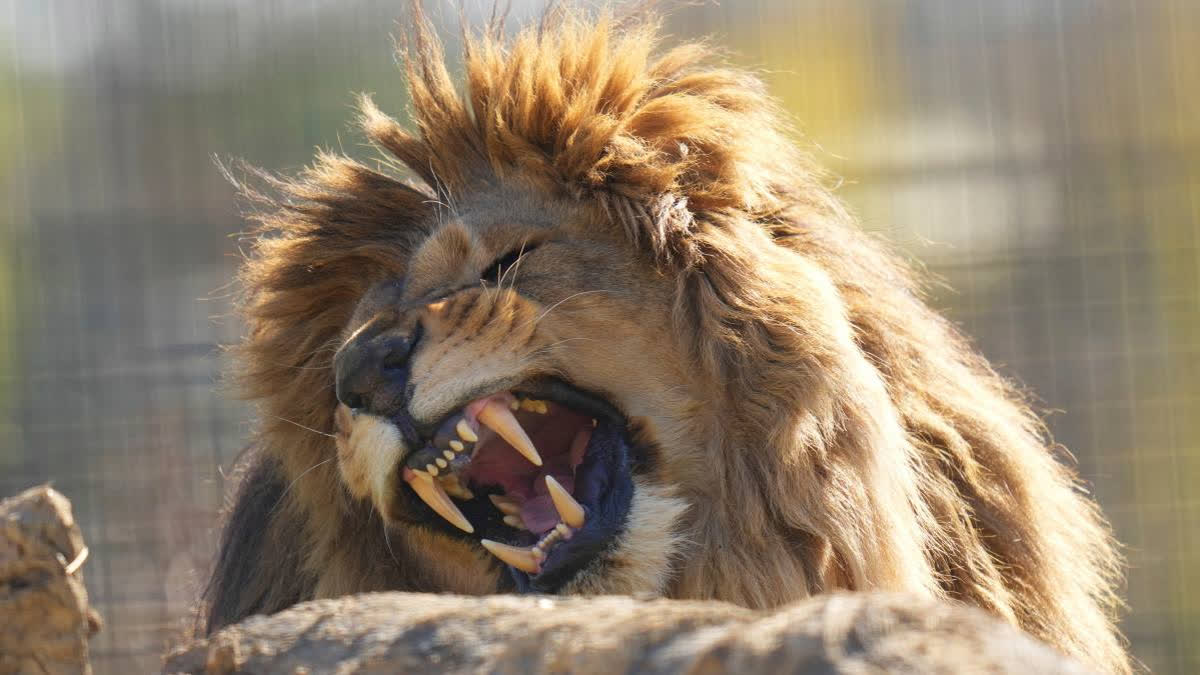 Five traumatised lions, rescued from Ukraine's war zone, arrive at the Big Cat Sanctuary in England, where they begin recovering from abuse and neglect.