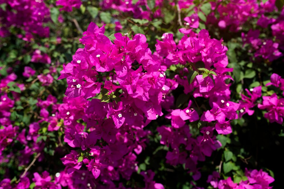 bougainvillea medicinal uses and benefits