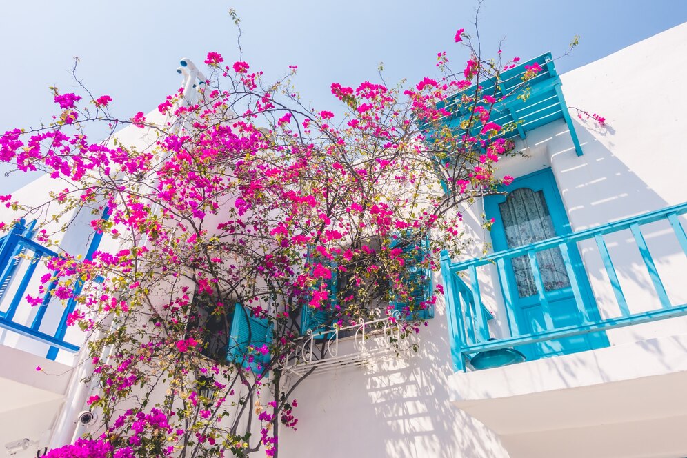 bougainvillea medicinal uses and benefits