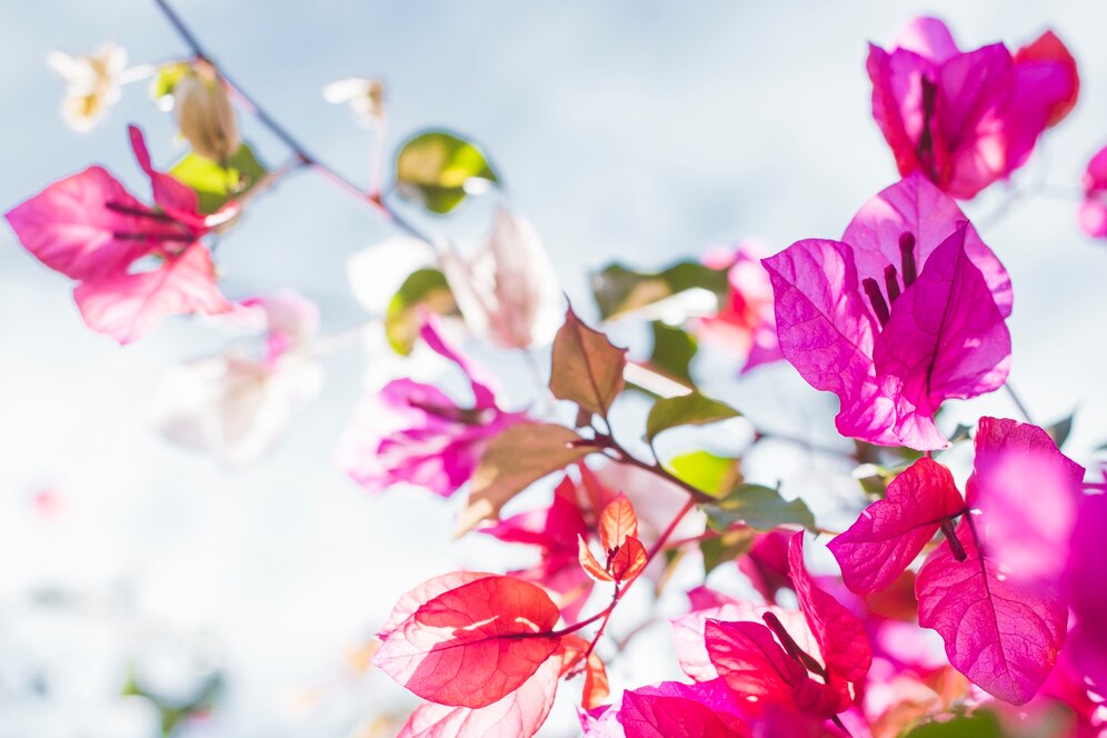 bougainvillea medicinal uses and benefits