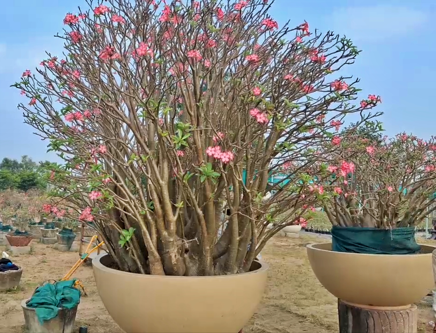 12 Lakh Desert Rose Plant In India