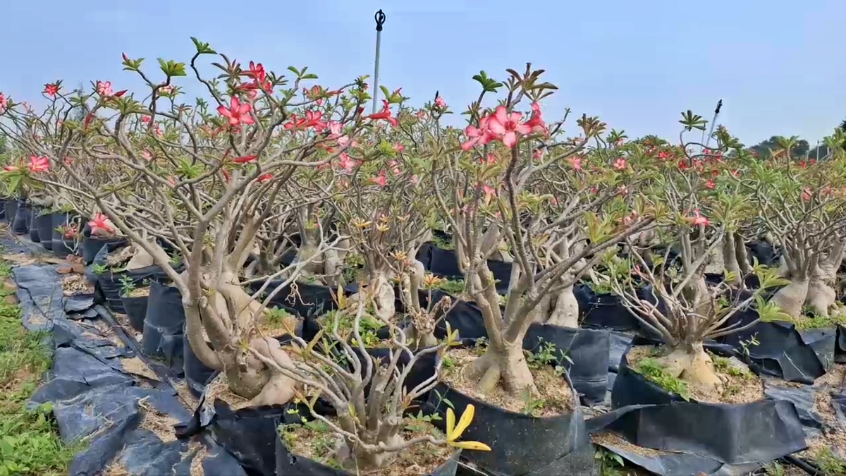 12 Lakh Desert Rose Plant In India
