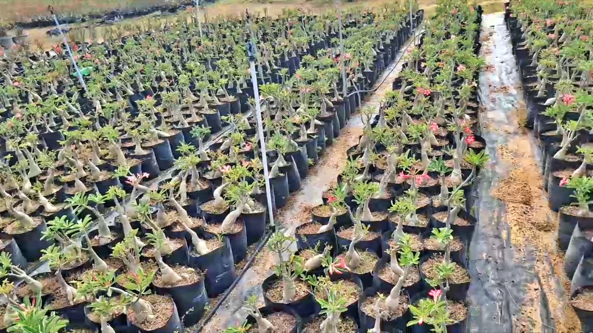 12 Lakh Desert Rose Plant In India