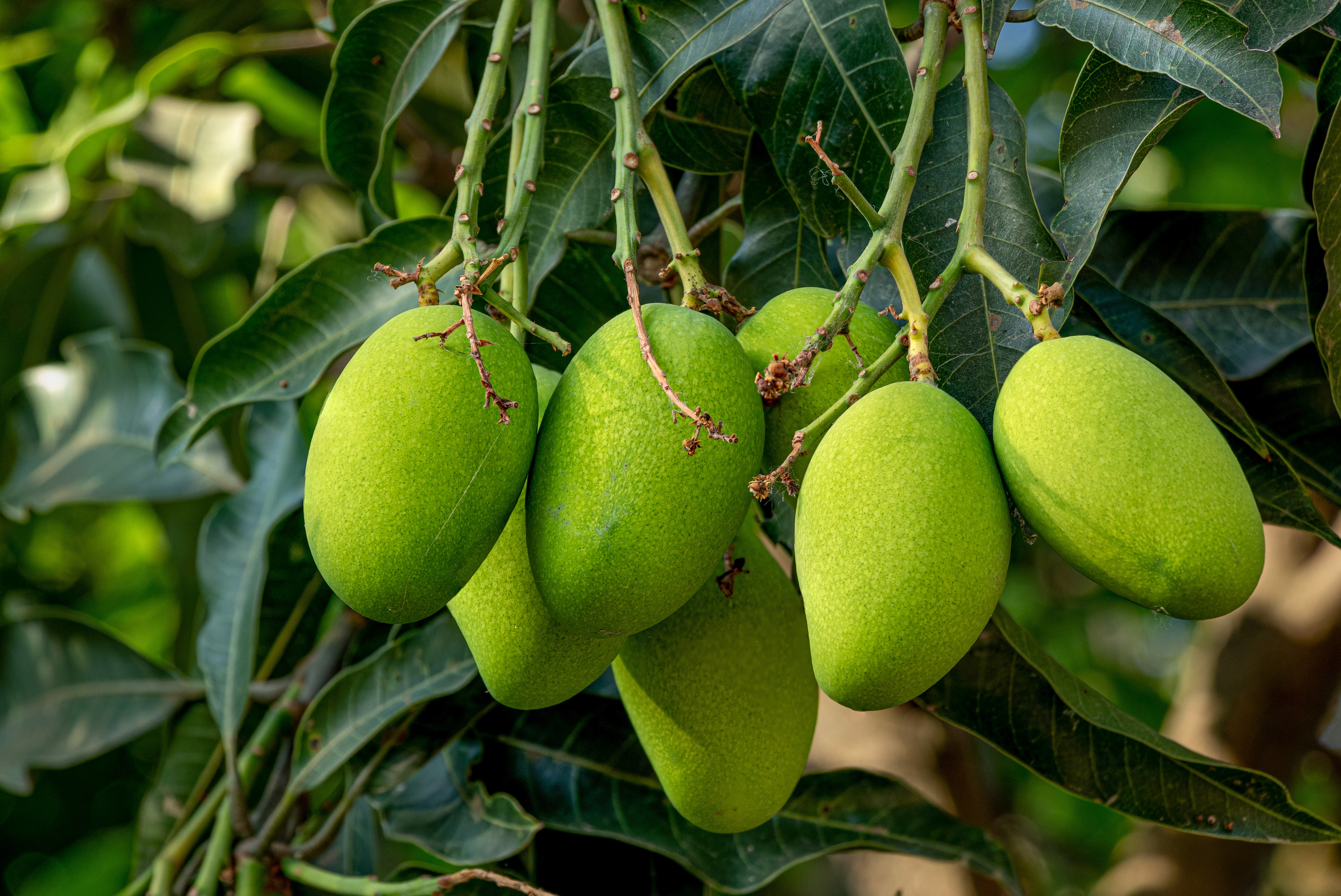 Mangoes