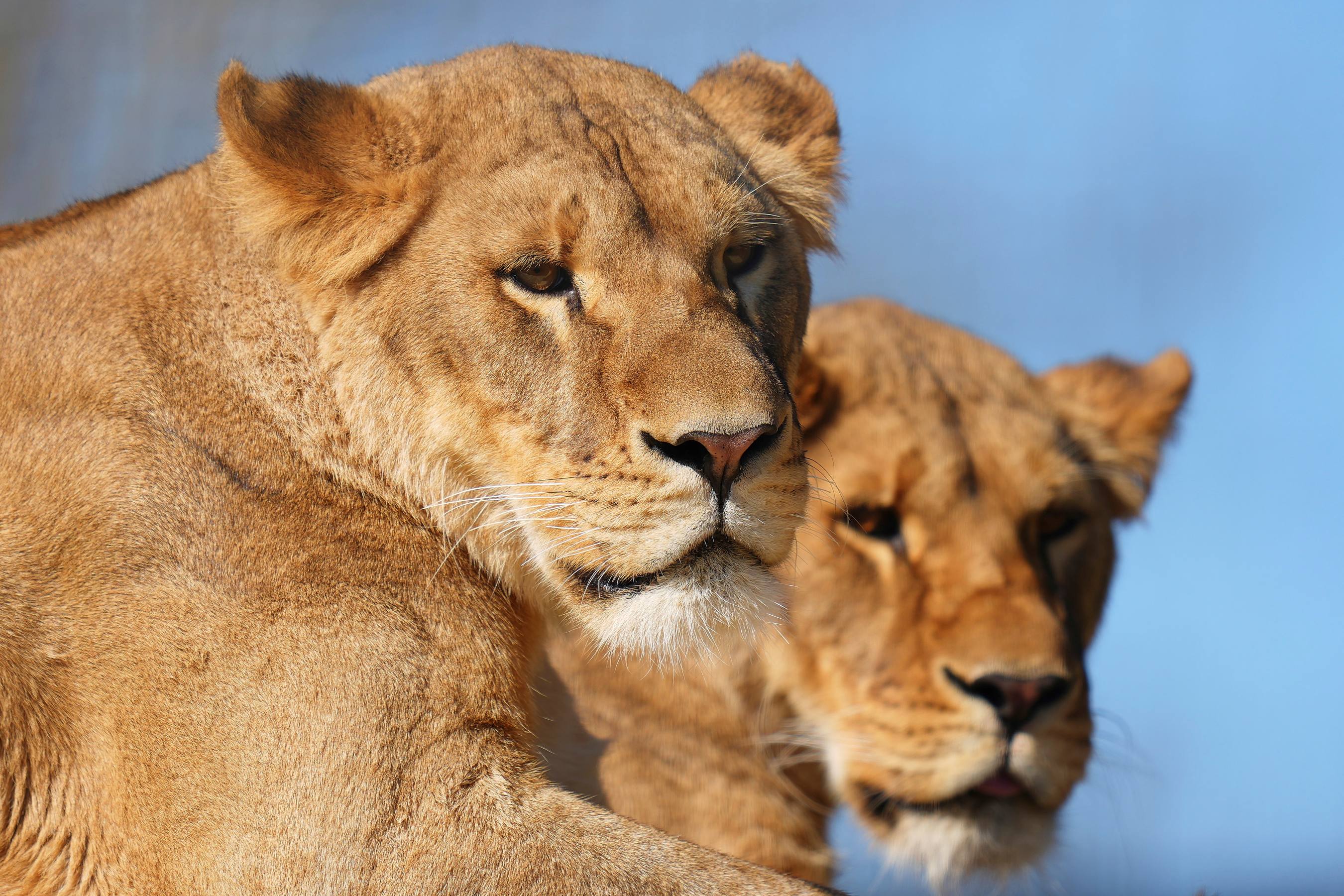Five traumatised lions, rescued from Ukraine's war zone, arrive at the Big Cat Sanctuary in England, where they begin recovering from abuse and neglect.