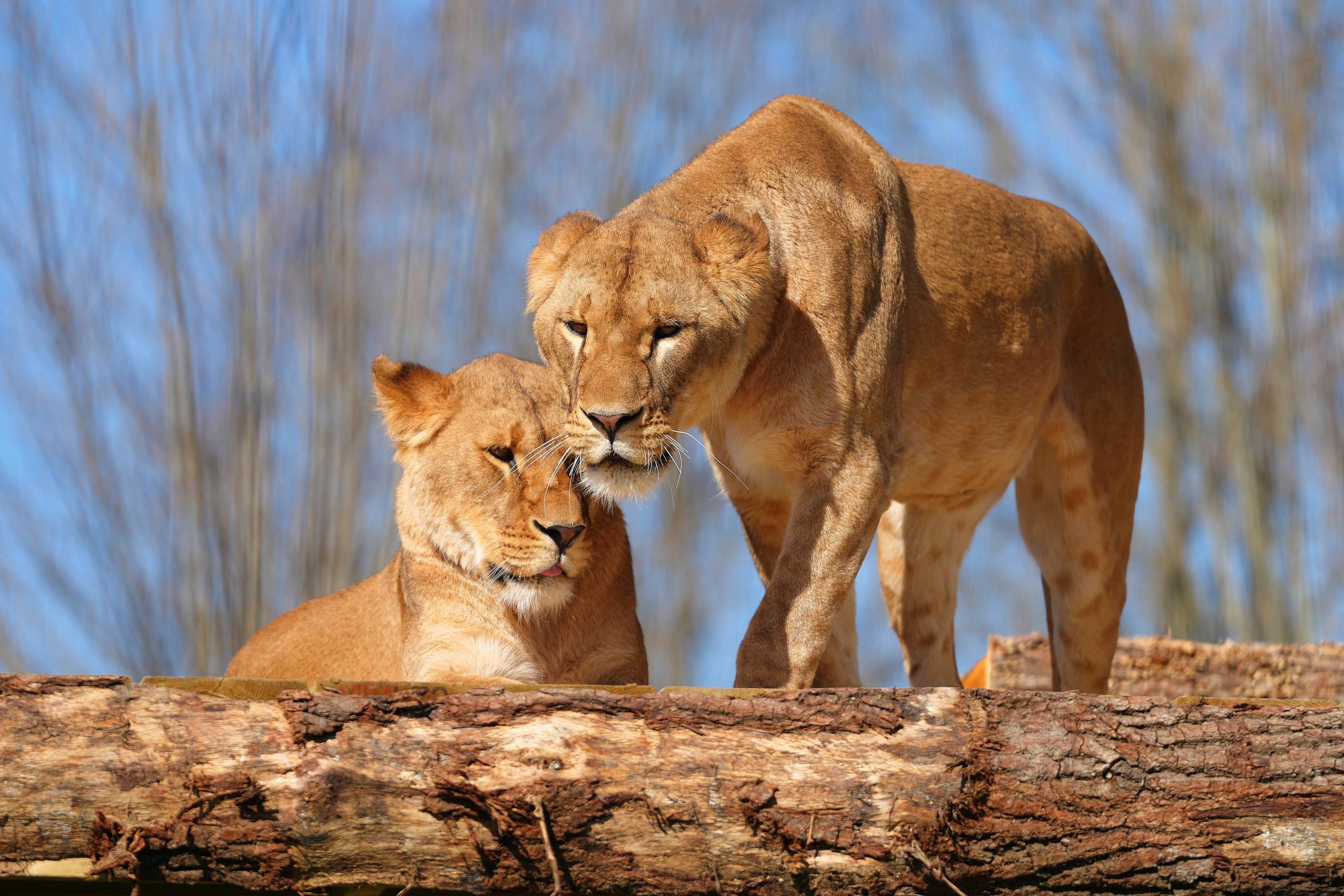 Five traumatised lions, rescued from Ukraine's war zone, arrive at the Big Cat Sanctuary in England, where they begin recovering from abuse and neglect.