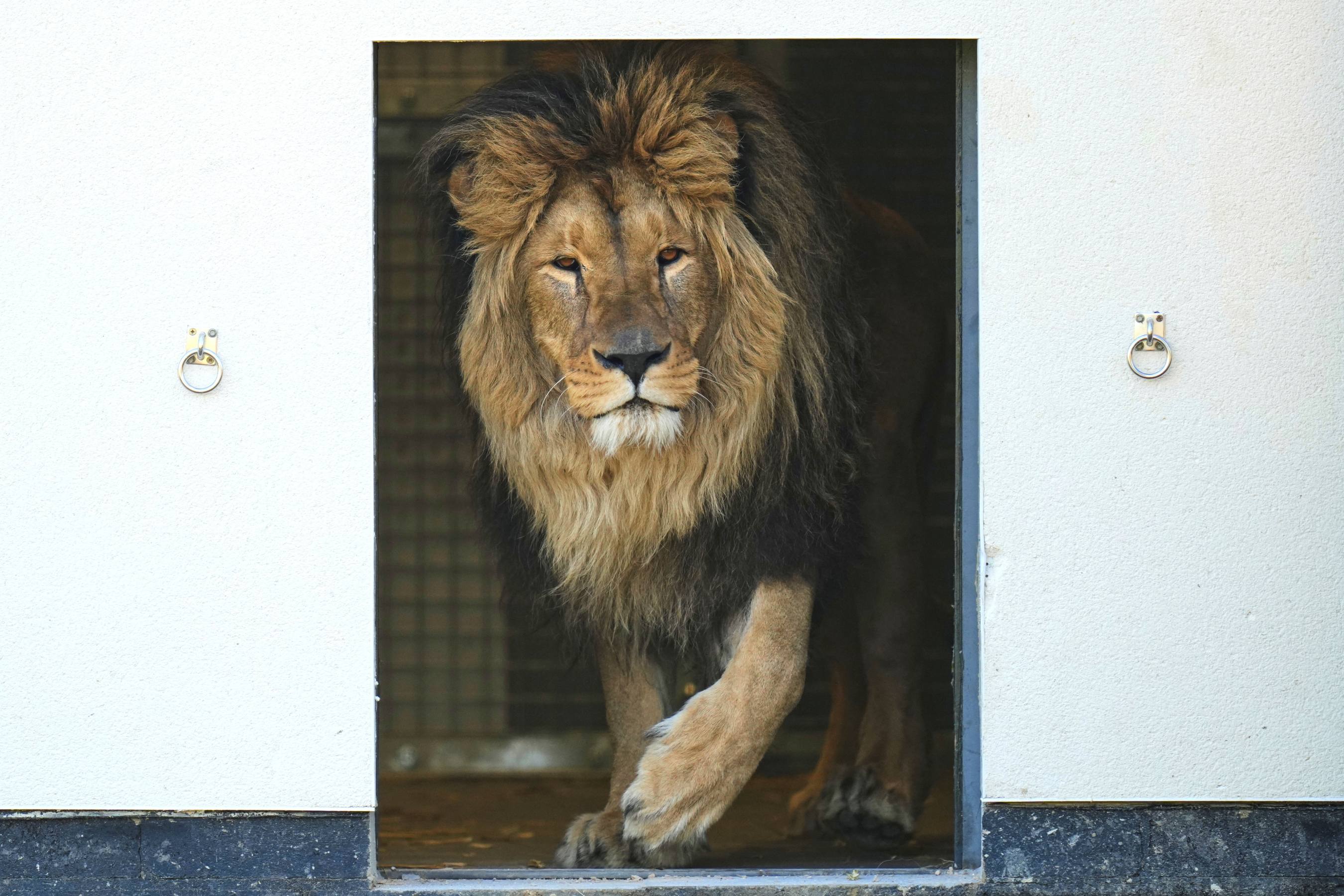 Five traumatised lions, rescued from Ukraine's war zone, arrive at the Big Cat Sanctuary in England, where they begin recovering from abuse and neglect.