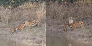 SATPURA RESERVE TIGERS FIGHT VIDEO